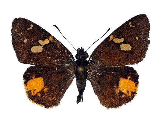 Apallaga klaudiae male paratype UPS